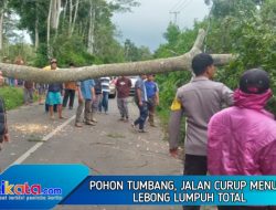 Pohon Tumbang, Jalan Curup – Lebong Lumpuh Total