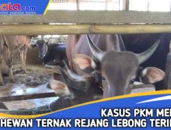 Kasus PMK Meledak, 1.001  Hewan Ternak Rejang Lebong Terinfeksi