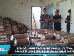 Baglog Jamur Tiram Bibit Unggul Salatiga Produksi Lapas Curup Merambah Pasar Lokal